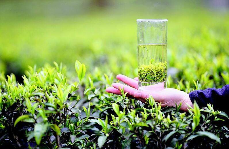 恩施玉露冲泡干茶量,恩施玉露冲泡温度