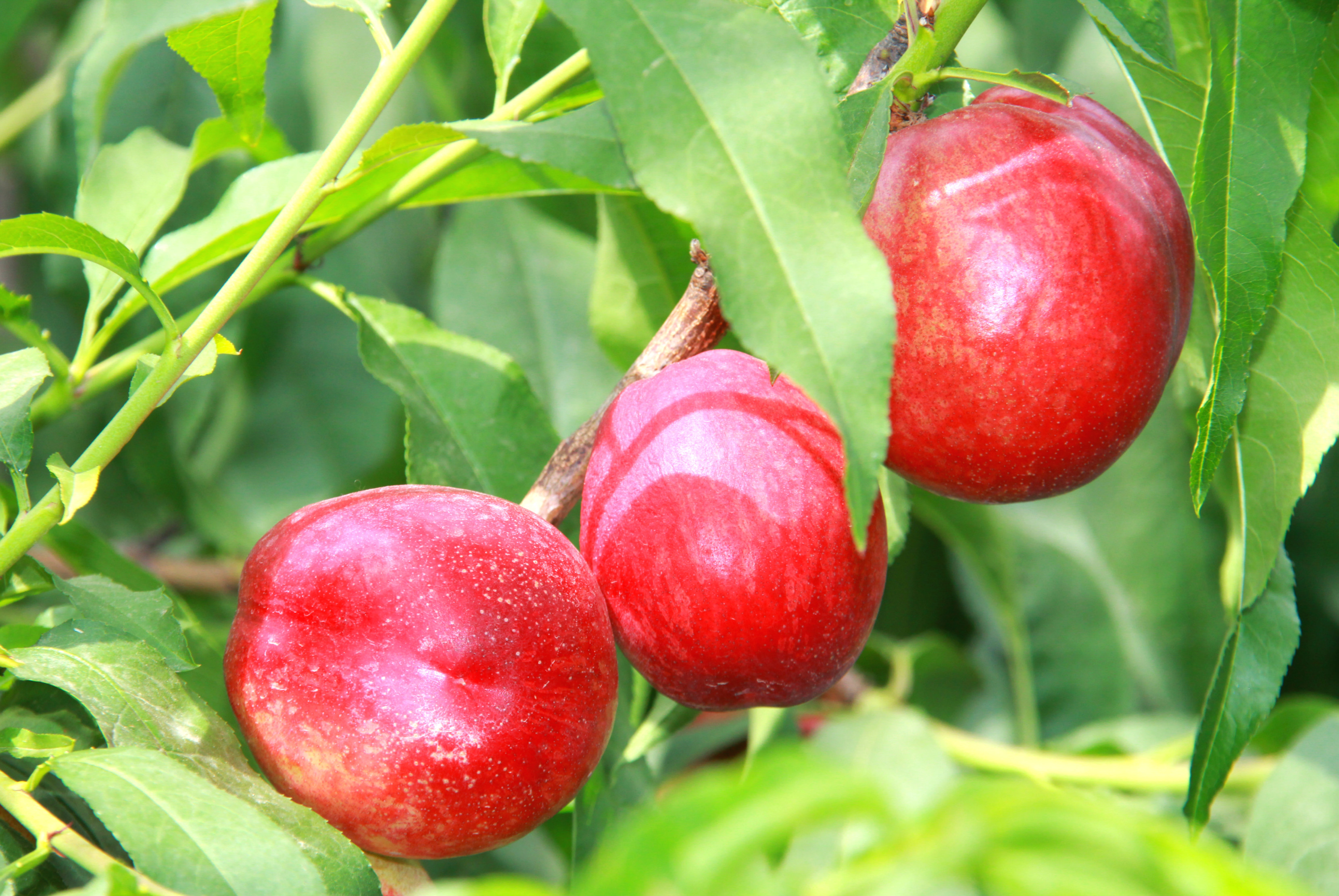 陕西周至露天甜油桃,周至骆峪水蜜桃