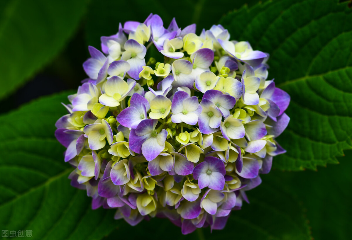 夫唯兵者不祥之器,夫佳兵者不祥之器原文