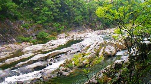 日照直播,日照绿茶价格表