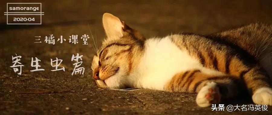 定期做驱虫就没必要担心,定时驱虫为什么还有跳蚤