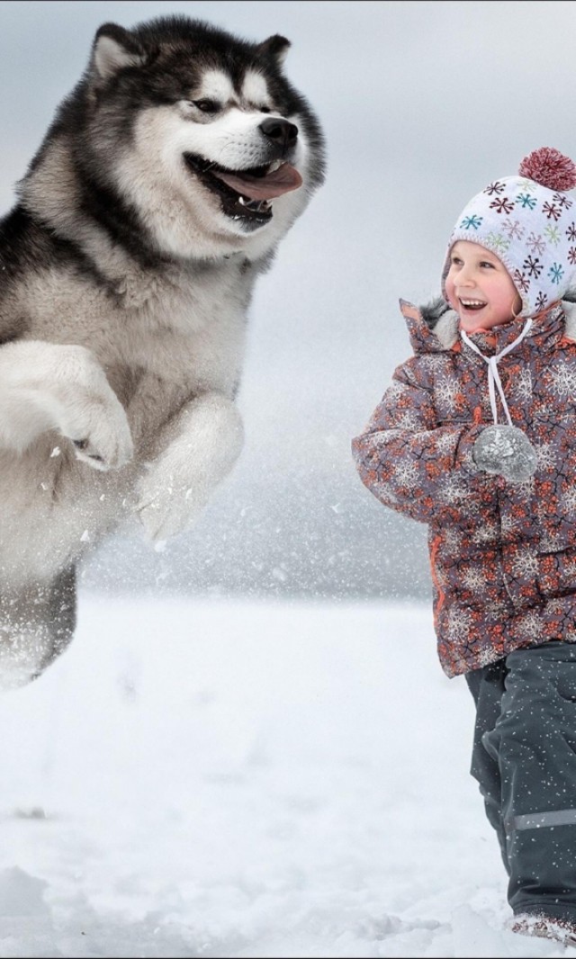 无水印壁纸萌宠,无水印高清宠物壁纸