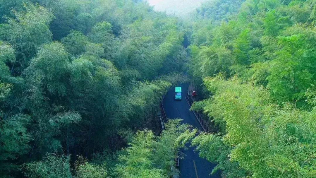 每逢节后胖三斤？是时候来宜兴竹海吸氧遛弯了！