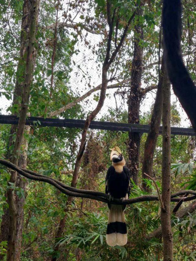 广州番禺区长隆野生动物世界缆车,广州旅游长隆野生动物世界