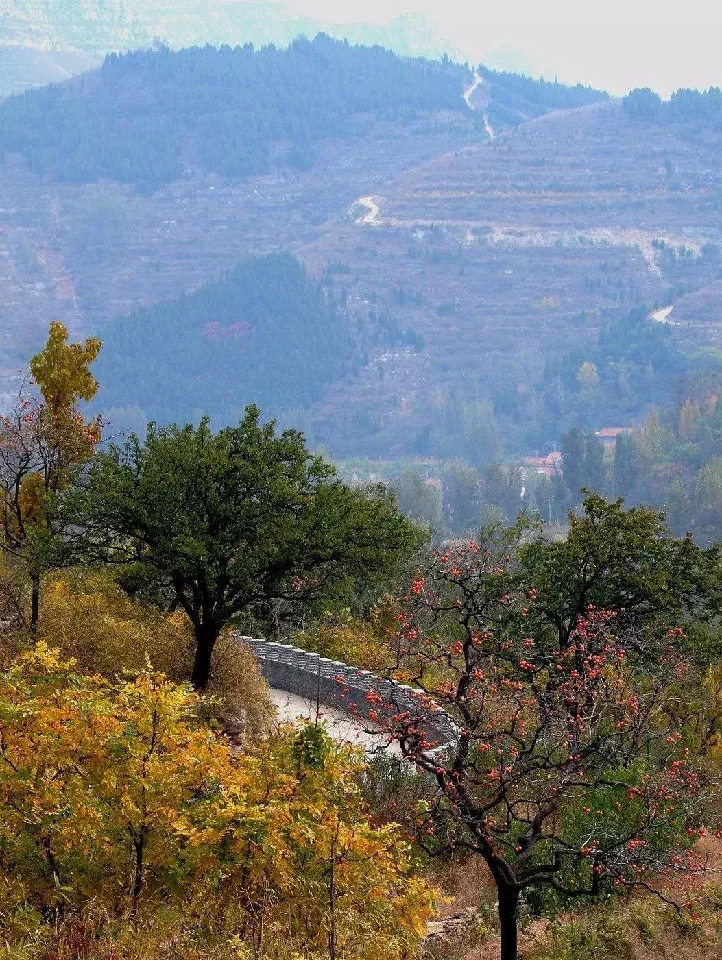 金秋采摘正当时!山东这十种田间美味错过再等一年!