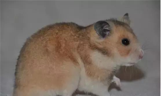 仓鼠的种类习性详细介绍,仓鼠有哪些亚种种类