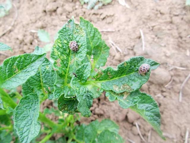 蚜虫的天敌是七星瓢虫吗,七星瓢虫为什么是蚜虫的克星