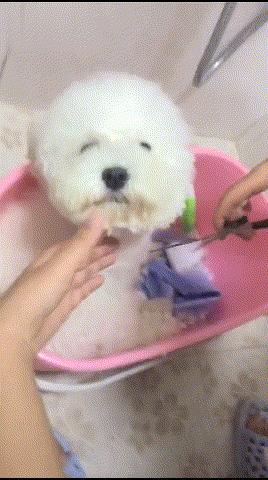 贫穷让我学会了养生,比熊在家怎么自己美容