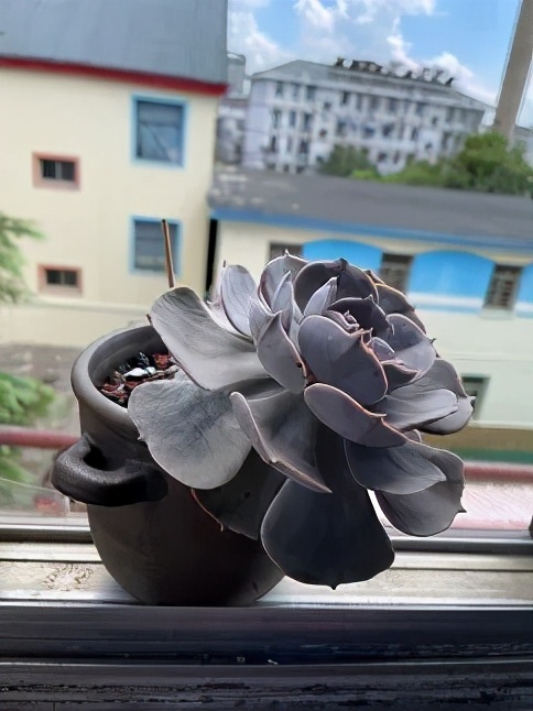 多肉最美的飘枝品种,多肉最美老桩