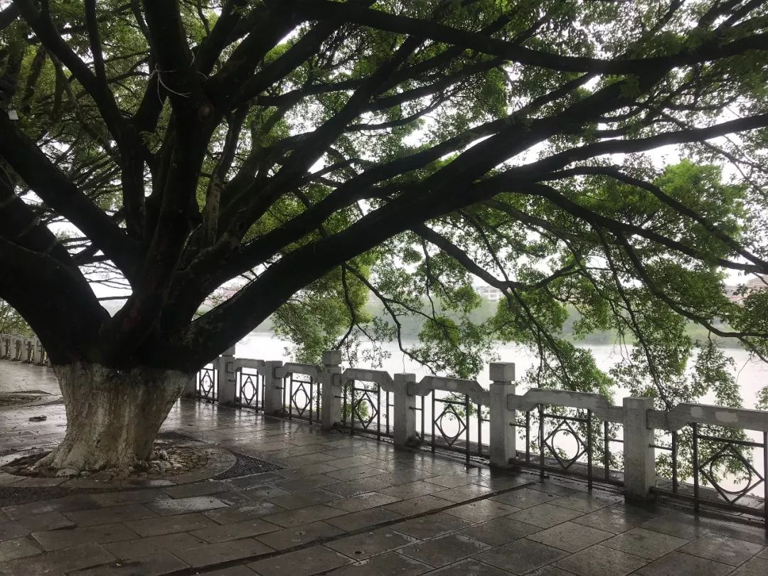 烟雨中的桂林旅行,回忆2018桂林游