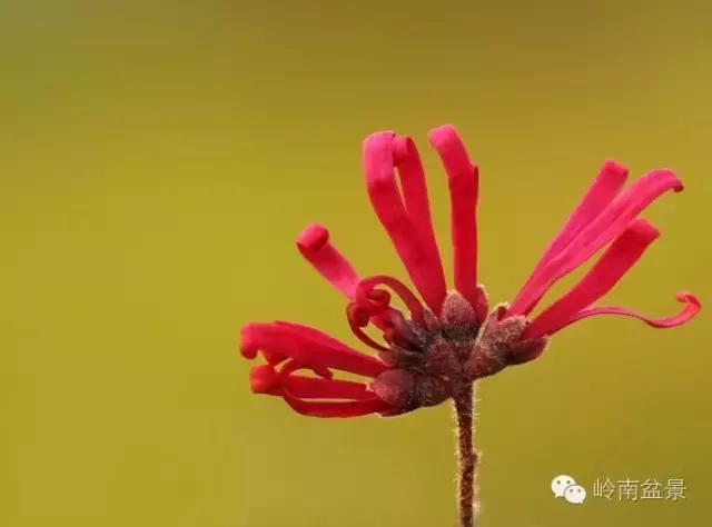 檵木小老桩盆景,檵木盆景图片大全