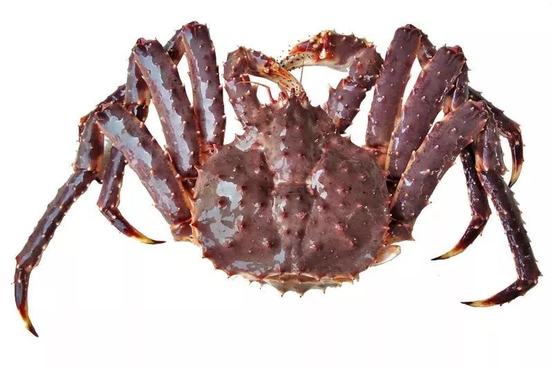 在郑州，吃养颜旺财老虎斑，就来肥隆“食斑节”