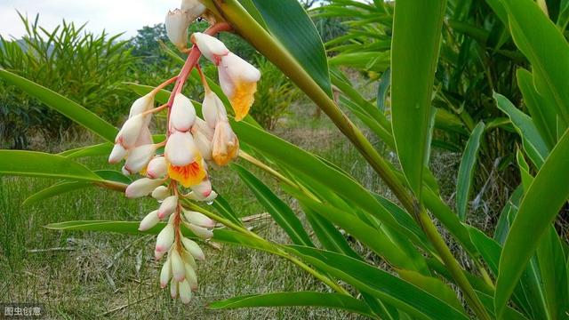 砂仁种植技术和方法,怎样使砂仁高产