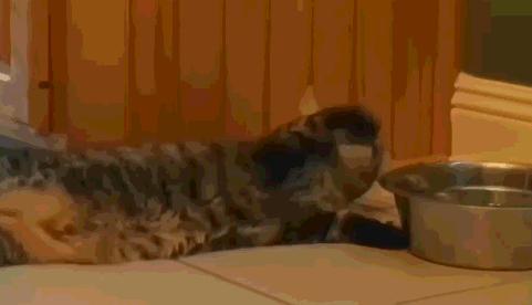 动物直接喝水浑浊怎么回事,动物可以直接喝浑浊的水吗