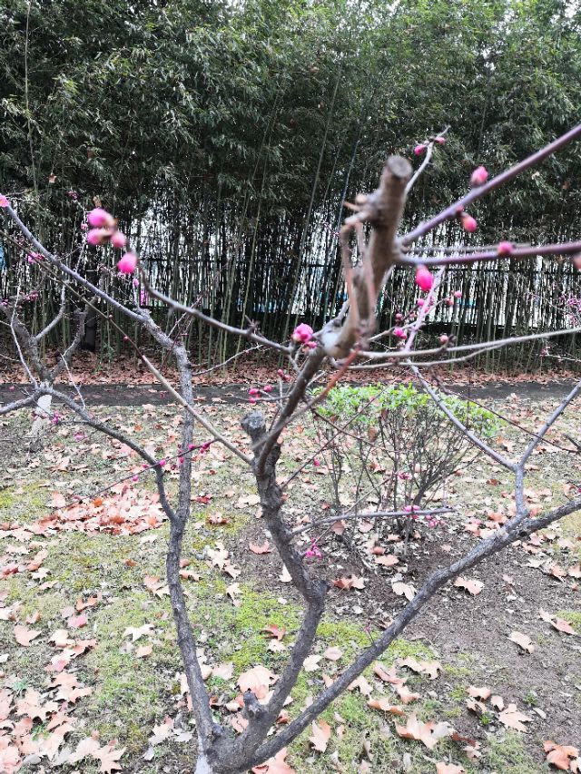 疫情时期的奇怪现象,疫情期间奇怪天气现象