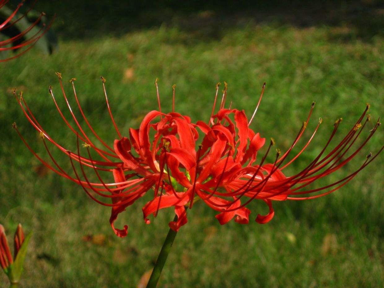 彼岸花为什么叫黄泉第一花,彼岸花为什么被称为黄泉路上的花