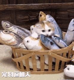 行走的蒲公英猫咪照片,行走的蒲公英猫品种