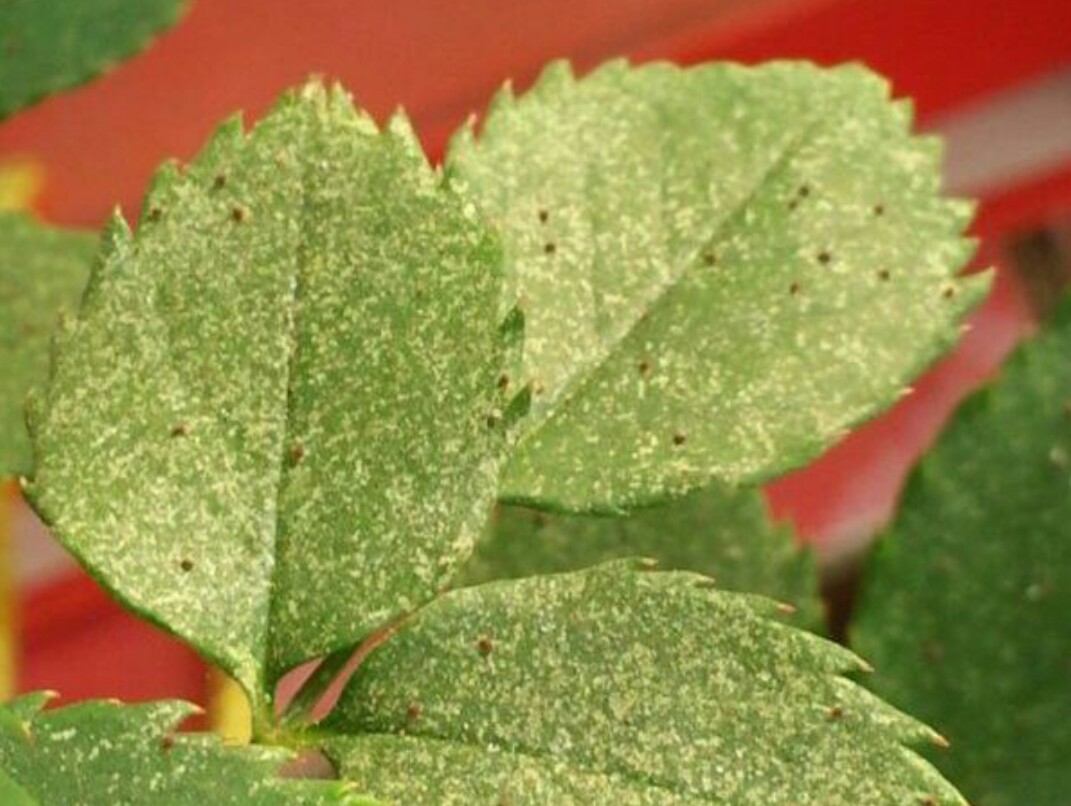 大蒜泡水浇花杀虫管用吗,大蒜水和辣椒水浇花能杀虫吗