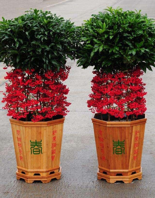 家庭养什么花卉好养又好看,适合家里养的大气的几种花卉