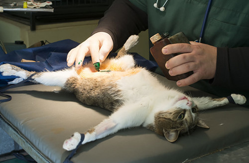 母猫咪发情要剃毛吗,猫咪发情时怎么剃毛