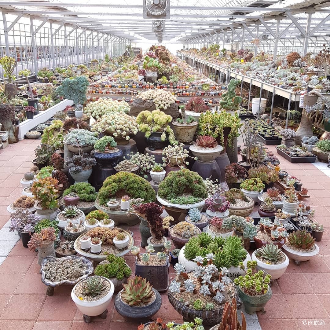 韩国大棚多肉,肉叔带你走遍韩国多肉大棚