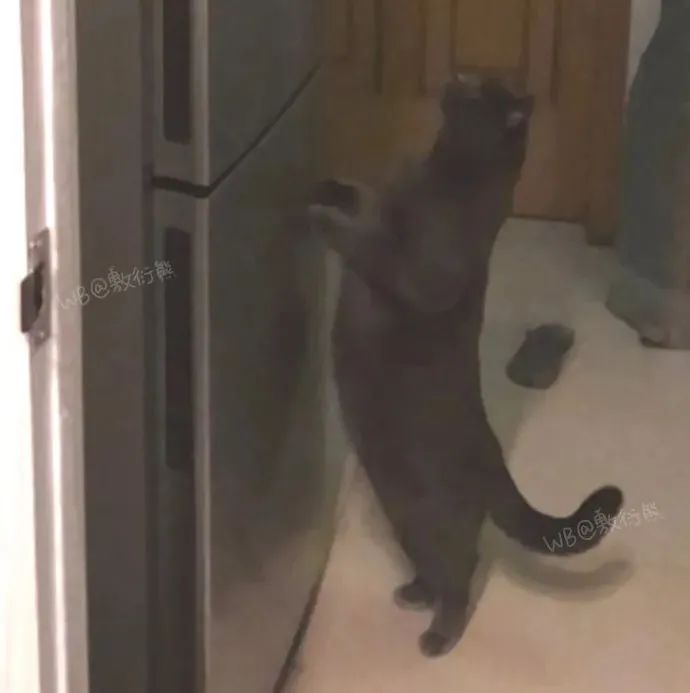 猫是只好猫，但被网友这么一弄…哈哈哈哈哈没脸见人了