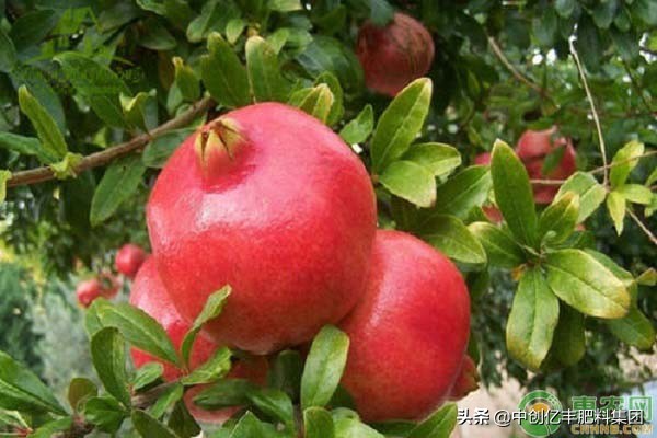 突尼斯软籽石榴营养价值及功效,突尼斯软籽石榴苗什么时候开花