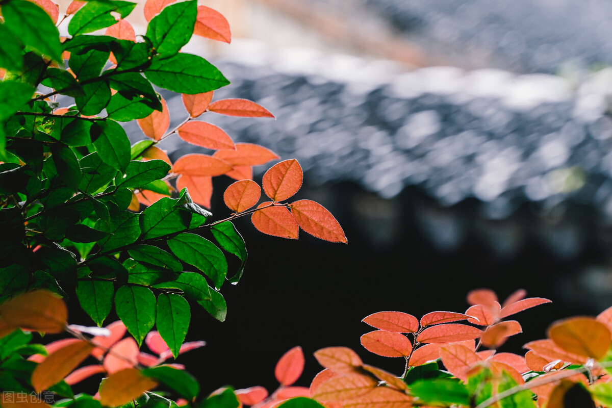 一场秋雨一场寒诗词,一场秋雨一场寒抒情版