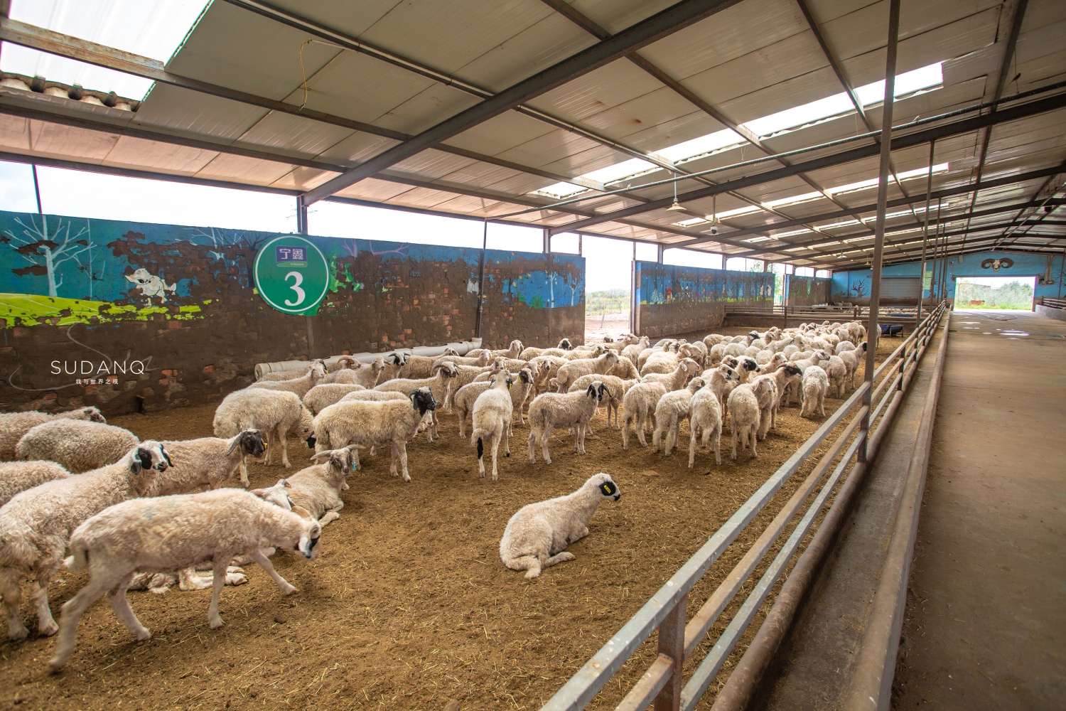 宁夏盐池滩羊肉好还是内蒙羊肉好,碰碰羊宁夏盐池羊肉
