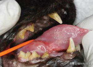 猫肿瘤,猫口腔鳞状上皮细胞癌