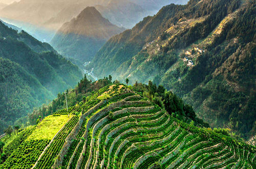 苏州碧螺春茶因为什么而著称,十大名茶之碧螺春