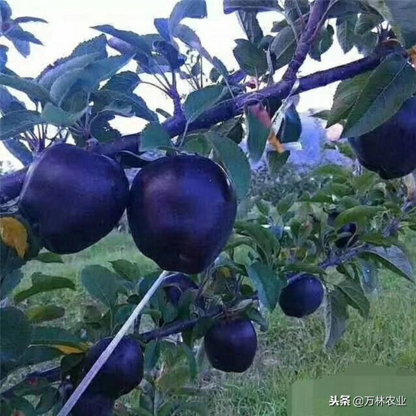 黑卡苹果品种,嘎啦果苹果什么价格