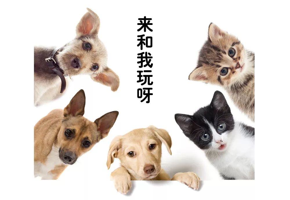 苏州2019宠物展,苏州宠物展2021免费领取门票