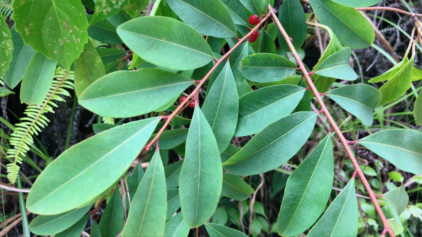 东方古柯看着不起眼，叶子却有大用途！山里碰到别不认识当柴砍了