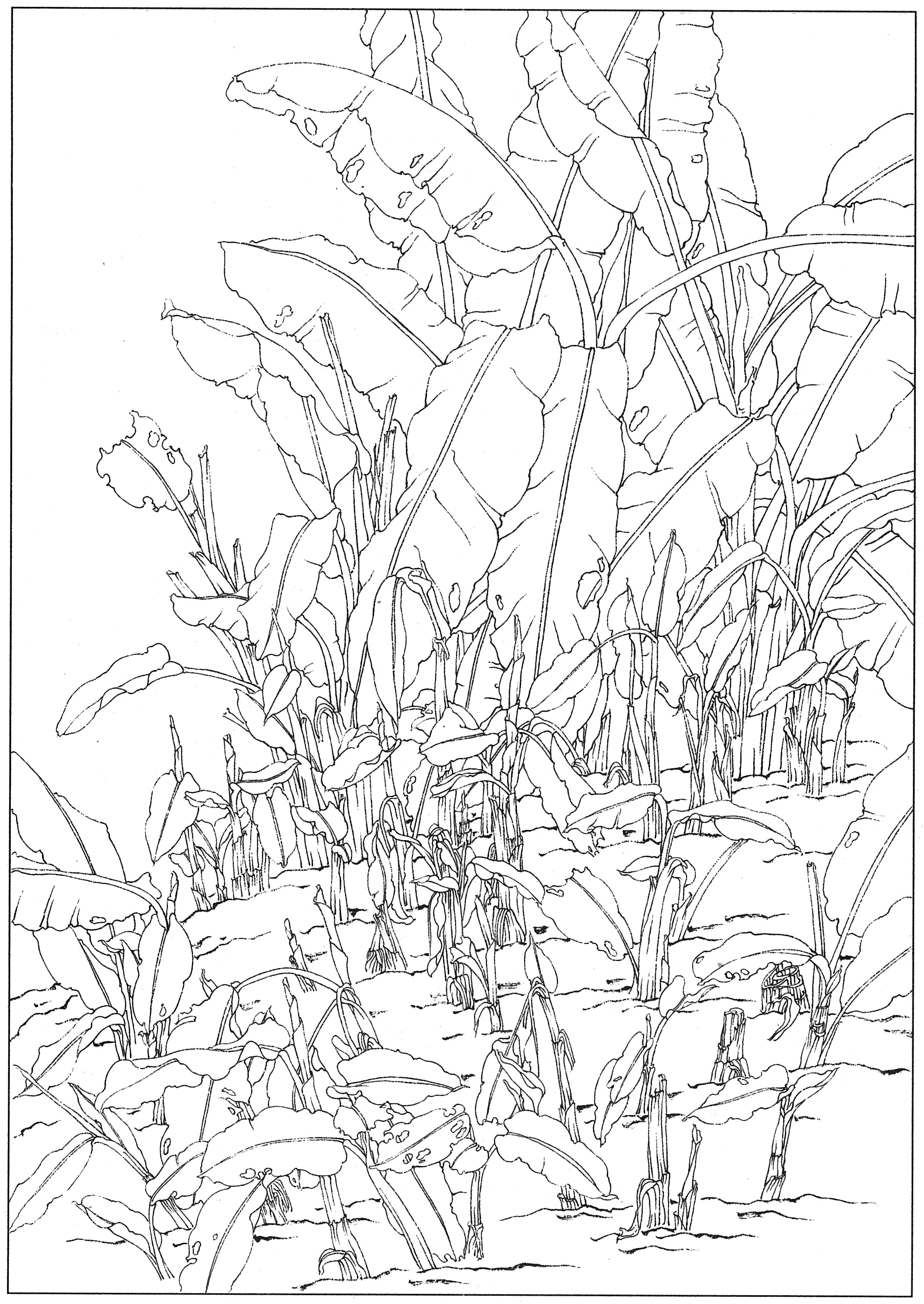 徐渭国画芭蕉作品,临摹徐渭墨梅芭蕉图