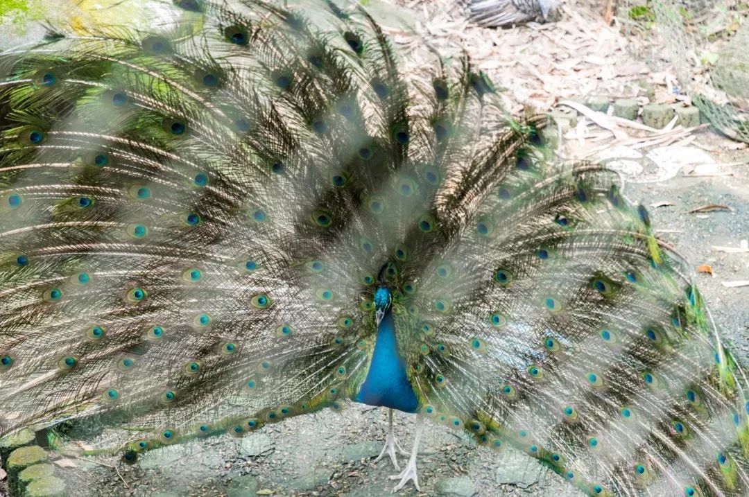 深圳10大旅游好去处,深圳盐田区周末休闲浪漫好去处