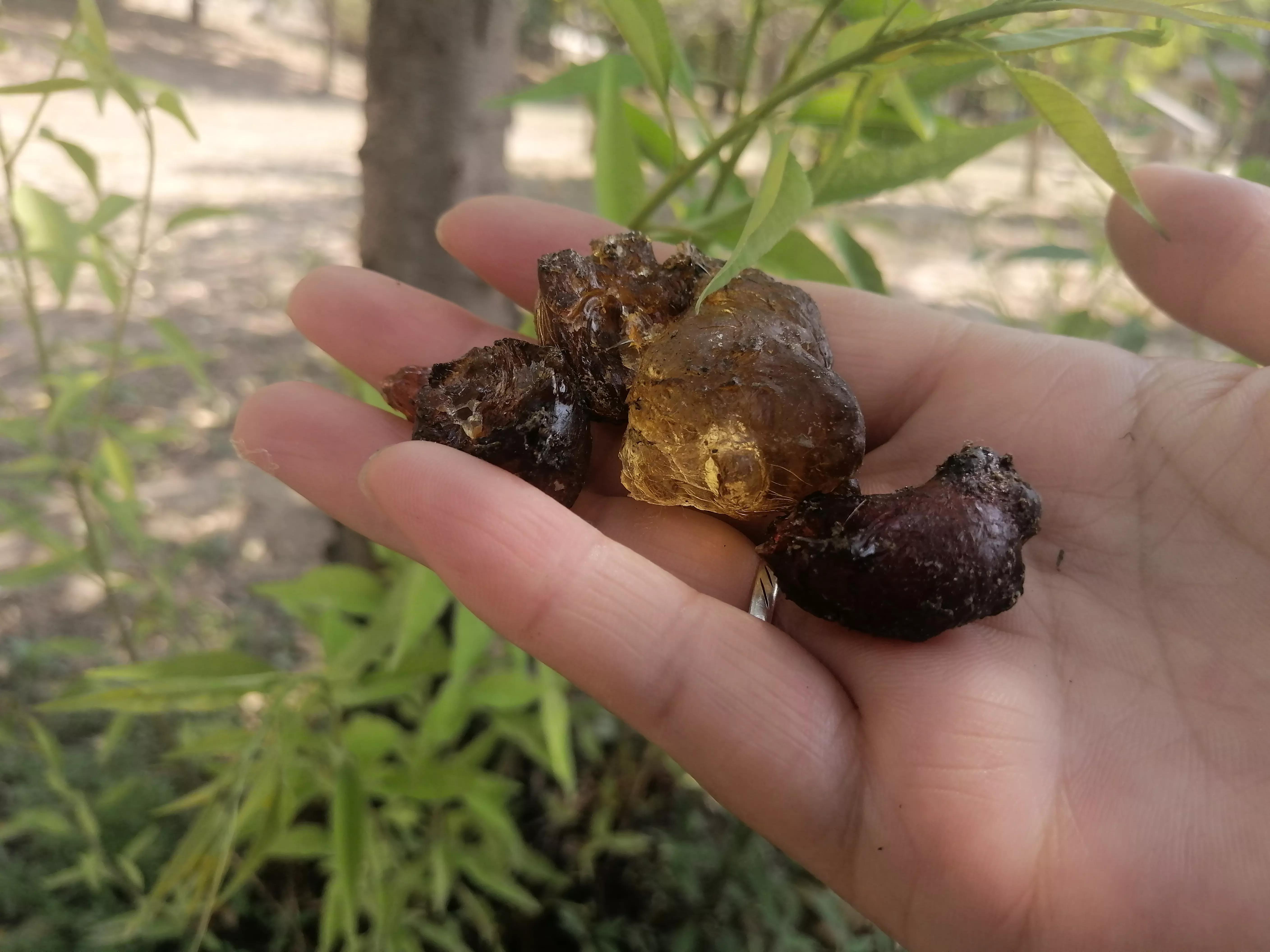 桃胶采摘多少钱,桃胶采摘过程