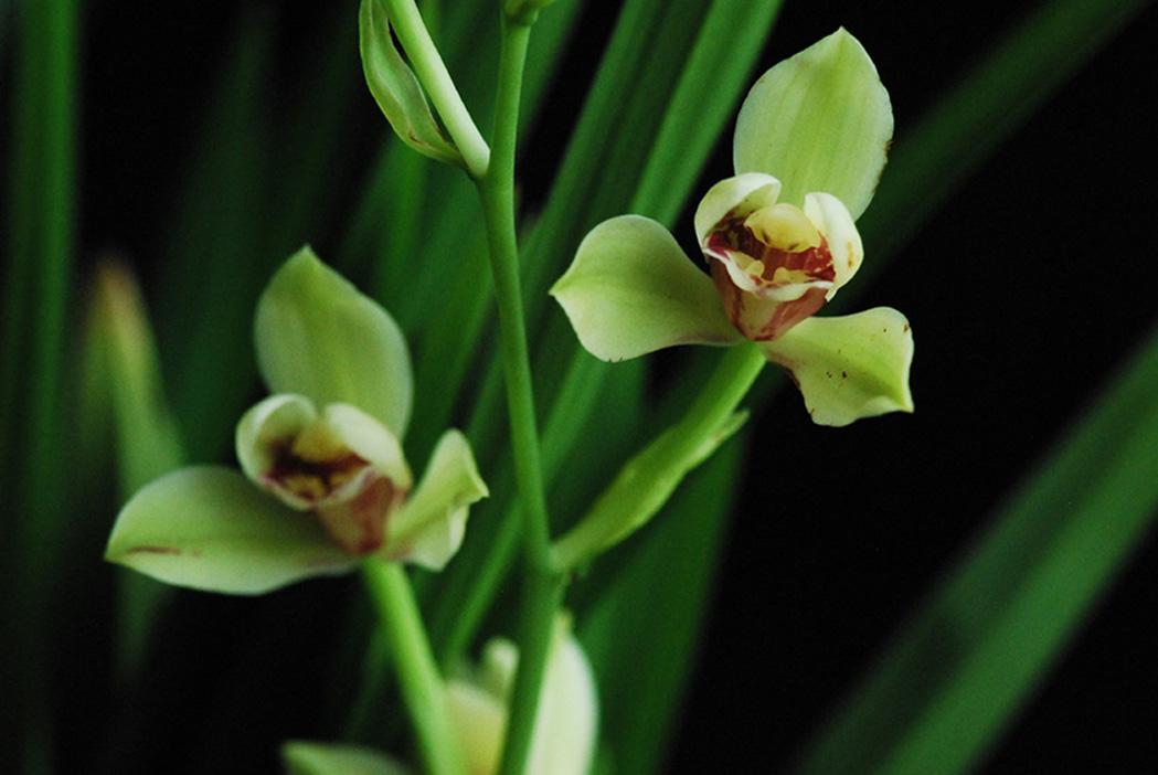 建兰锦旗花芽到开花需要多久,建兰开花可以持续多久