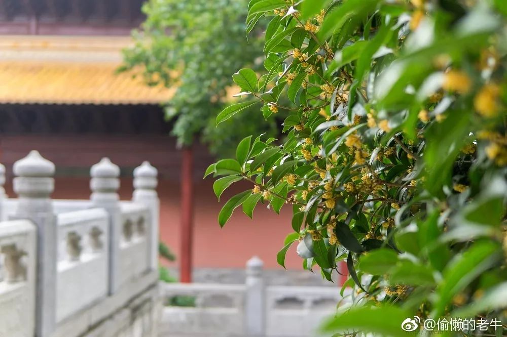 一到秋天南京就成了金陵,一入秋南京就成了金陵