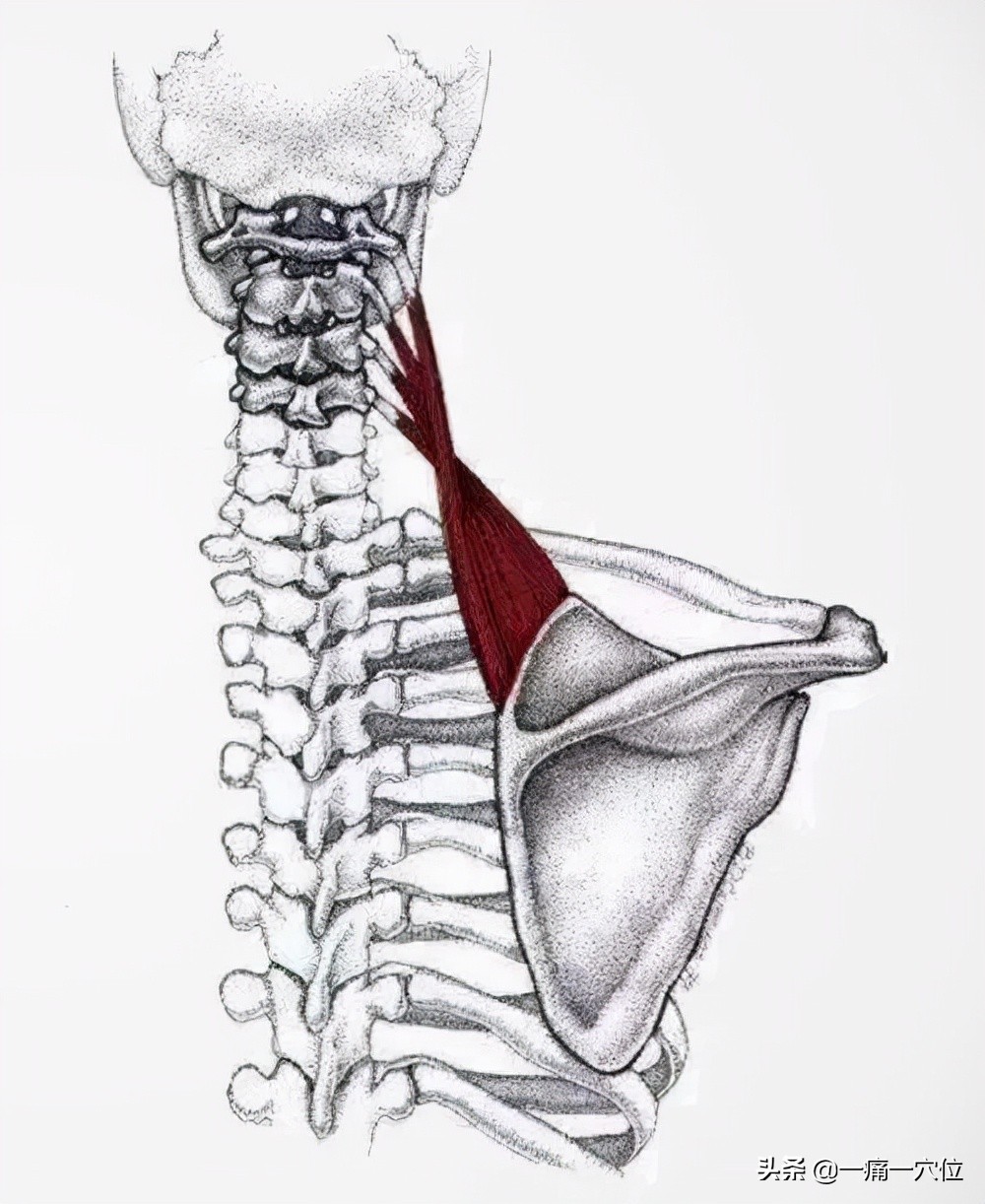 颈椎疼左右摇摆很痛怎么恢复,颈椎病加重一动就特别疼