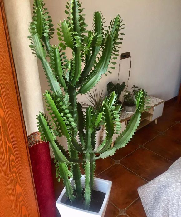 100种绿植大全,50种盆栽绿植花卉大全