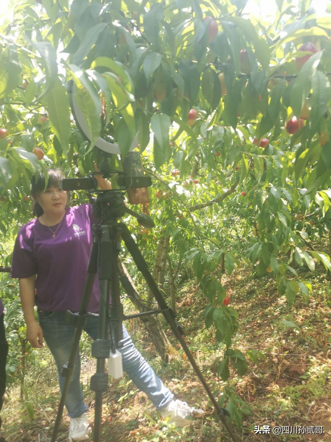 老村长农村电商,老村长农副产品直播间