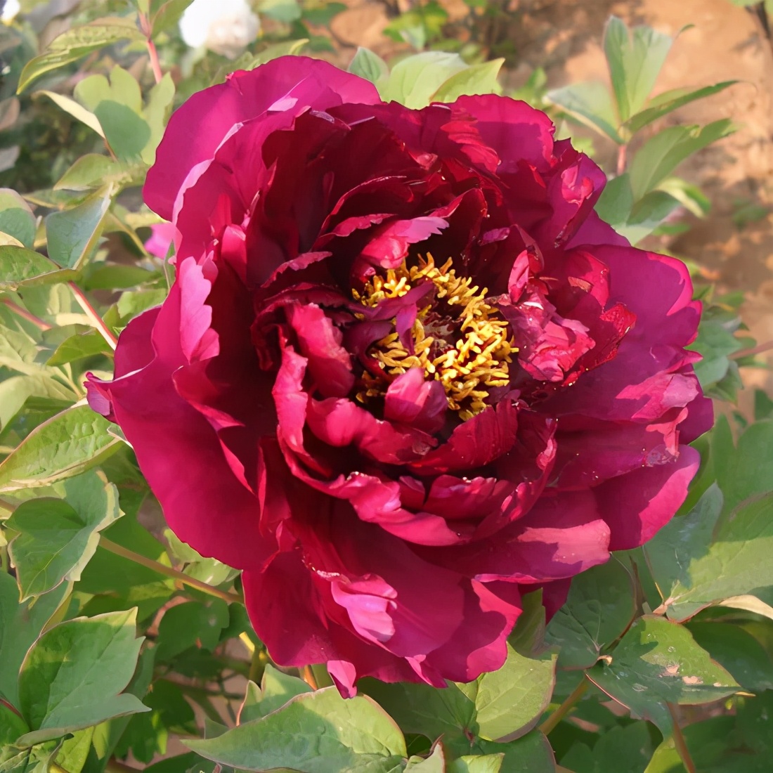 国色天香牡丹花雍容华贵,花中之王国色天香牡丹花