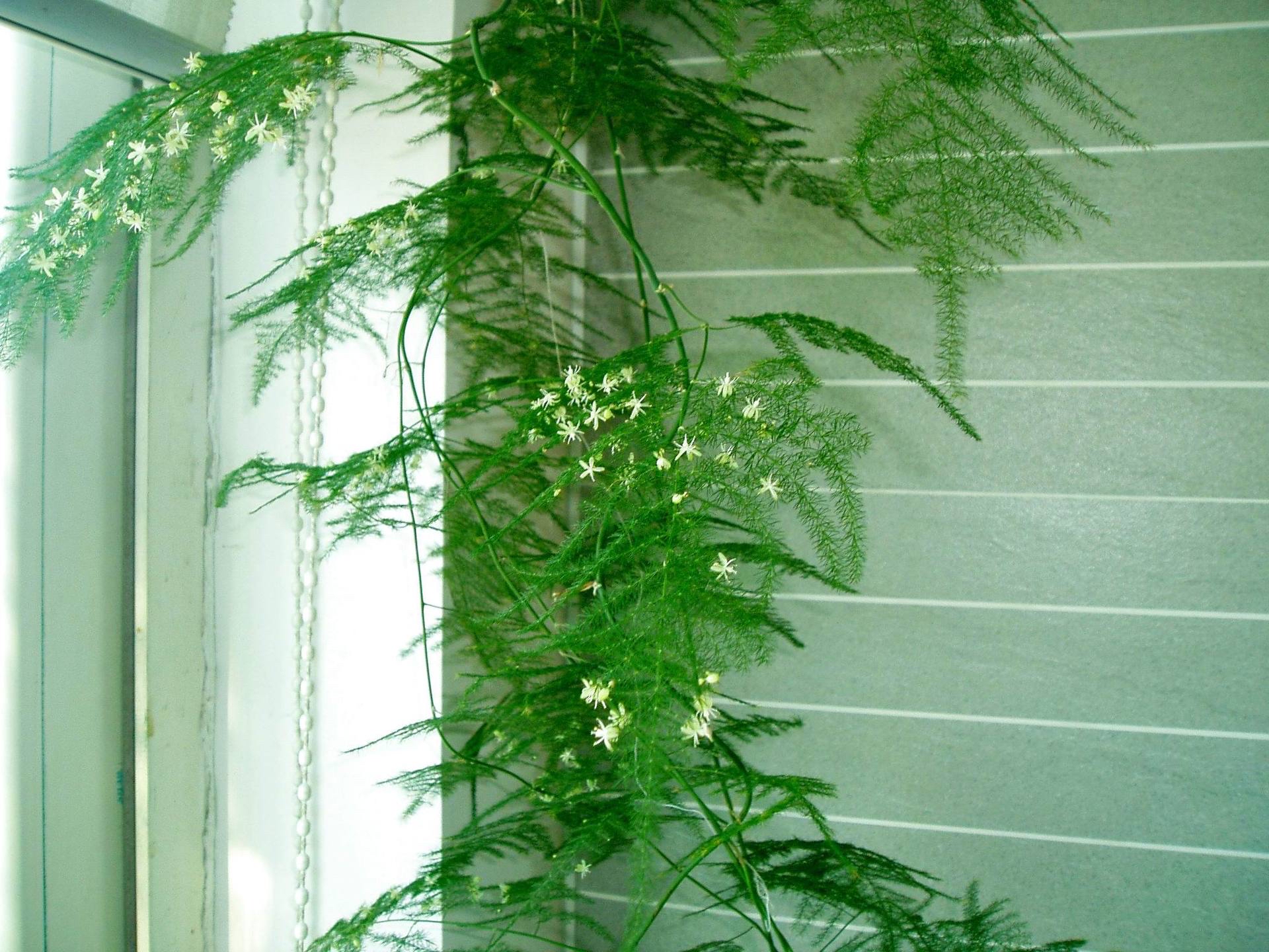 文竹黄叶了,通过4个方法来改善,枝叶鲜绿,越来越旺