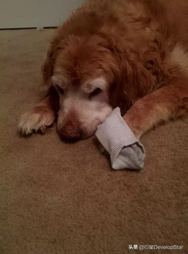 因为年纪大上不去床，金毛每天找一件主人衣服在地板上枕着入睡…