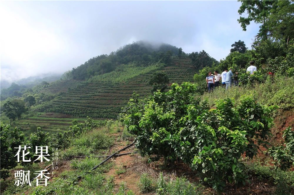 果园建园,果园选址规划