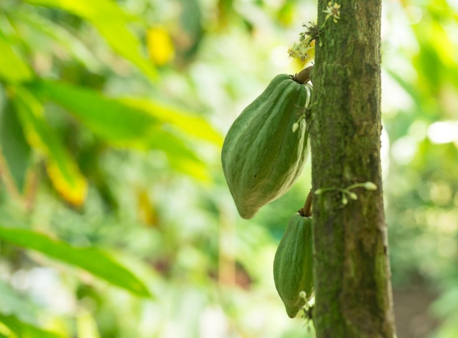 苏州园区的巧克力工厂叫什么,苏州巧克力小镇