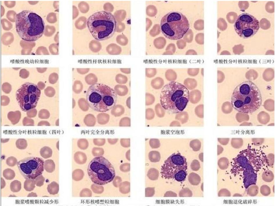 生物实验使用显微镜怎么用双眼看,生物显微镜人眼看到的图像