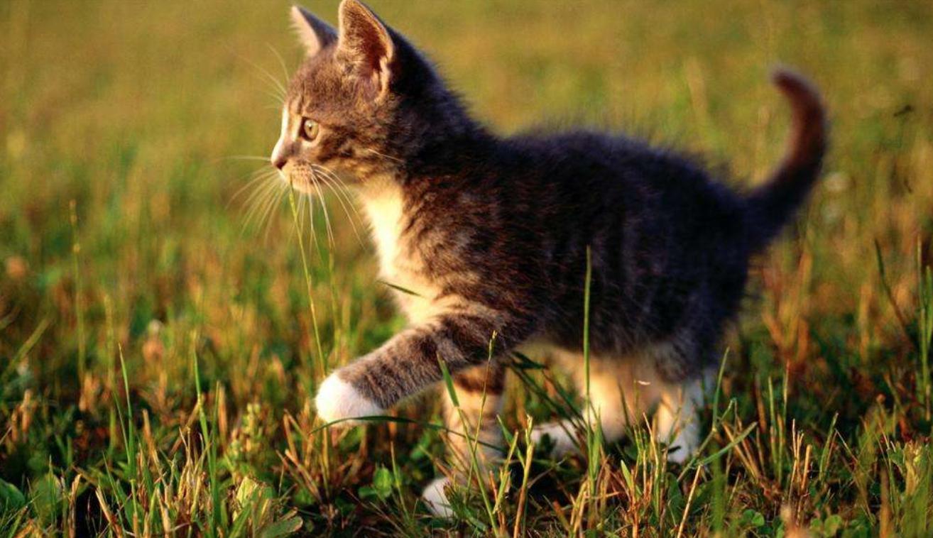 科普猫咪知识寄生虫,猫咪疾病是如何传染的