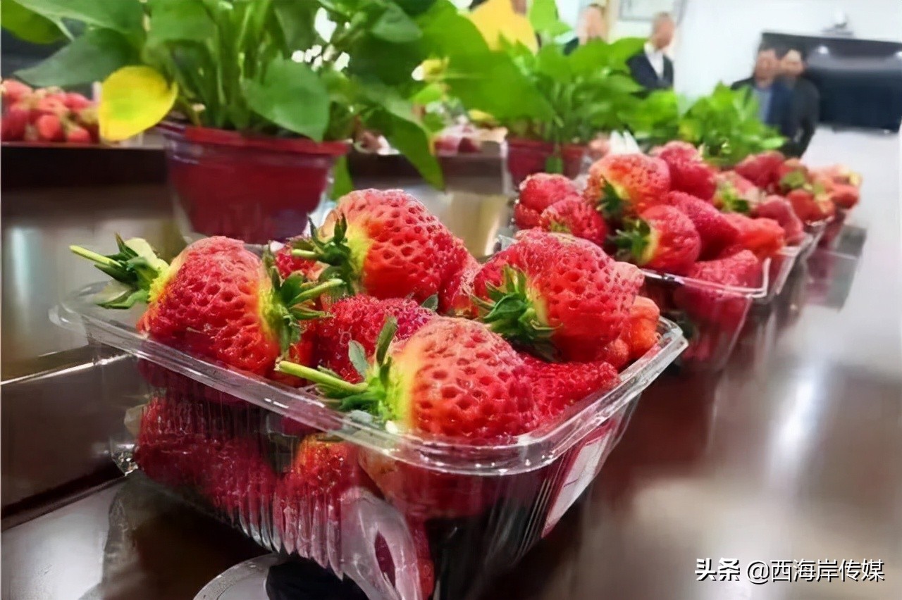 青岛西海岸农产品展会,青岛农产品十大品牌